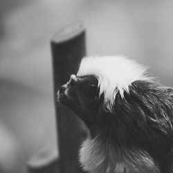 Close-up of cotton-top tamarin at zoo