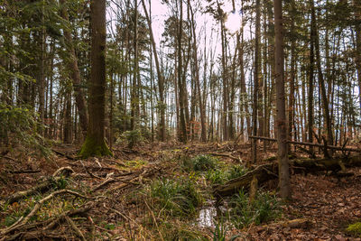 Trees in forest against sky