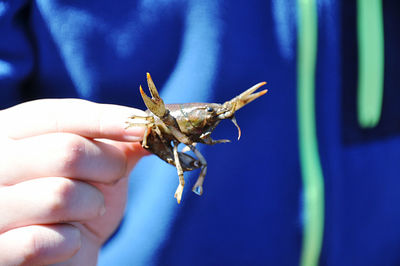 Close-up of hand holding a crayfish 