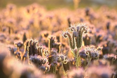 Close-up of flowering plant on field