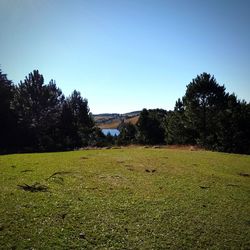 Trees on field against clear sky