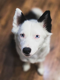 A white yakut laika with black ears and bright blue eyes looks up attentively