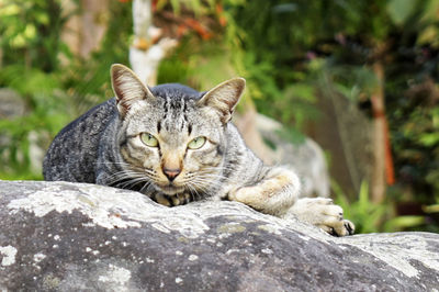 Portrait of a cat on rock