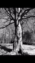 Bare trees against sky