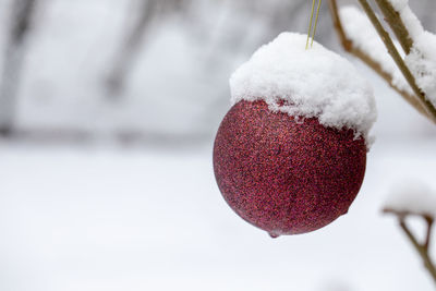 Close-up of frozen plant