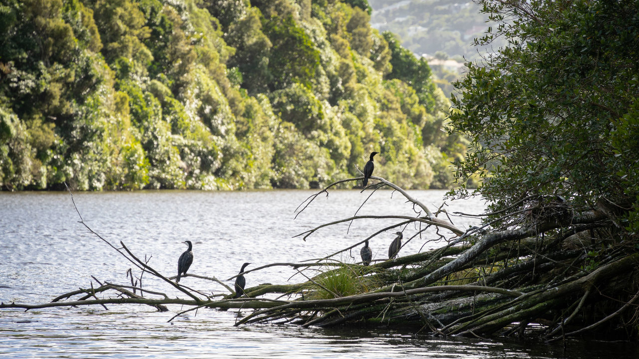 tree, water, plant, river, nature, beauty in nature, wildlife, animal wildlife, tranquility, day, wilderness, scenics - nature, animal themes, animal, no people, forest, tranquil scene, bird, growth, non-urban scene, outdoors, waterfront, branch, wetland, land, green, natural environment, group of animals, idyllic