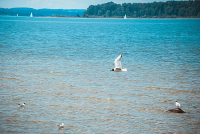 Swan swimming in lake against sky