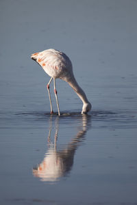 Flamingo eating in the altiplanic lagoons