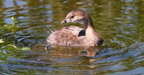 Swan swimming in lake