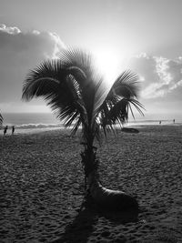 Silhouette palm trees on beach against sky
