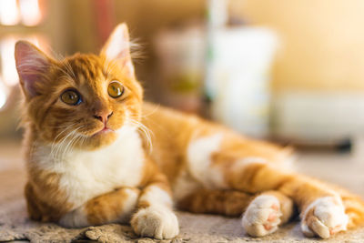 Portrait of cat lying