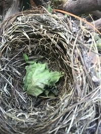 High angle view of bird in nest