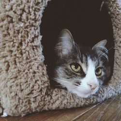 Close-up portrait of cat