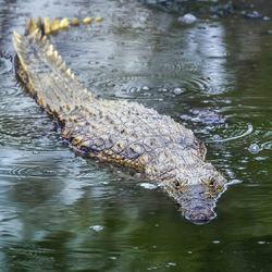 Close-up of crocodile swimming in lake