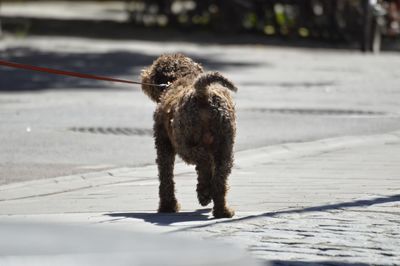 Dog on a street 