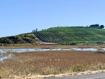 Scenic view of agricultural field against sky