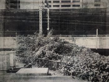 View of plants against the wall