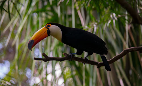 Toucan at the amazon rainforest