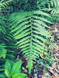 High angle view of fern amidst trees in forest