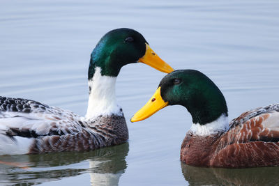 Duck swimming on lake