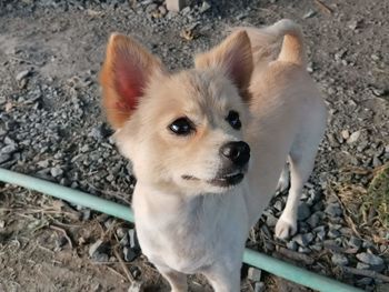 High angle view of dog standing on field