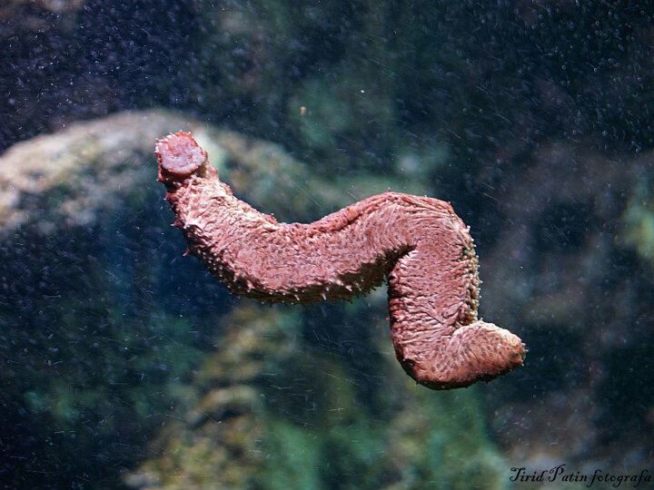 Acquario di genova