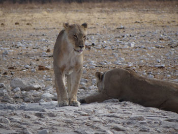 Photo of a sitting lioness at a waterhole in the etosha national park in namibia