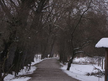 Bare trees in forest during winter