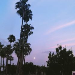 Low angle view of palm trees against sky