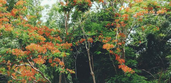 Trees and plants in autumn