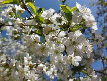 Close-up of white cherry blossoms in spring