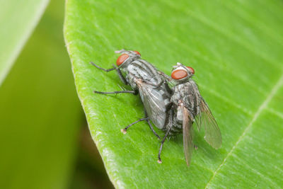 Close-up of fly on leaf