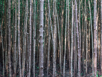 Full frame shot of bamboo trees in forest