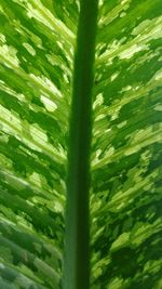 Close-up of fresh green plant