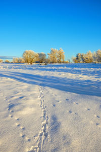 Hare tracks in the snow in a field