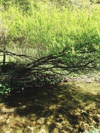 Trees growing in park