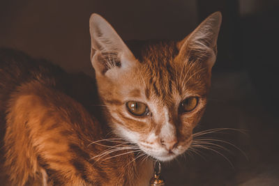 Close-up portrait of a cat