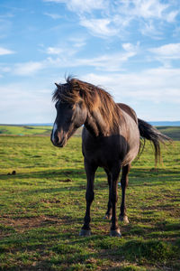 Horse standing on field against sky