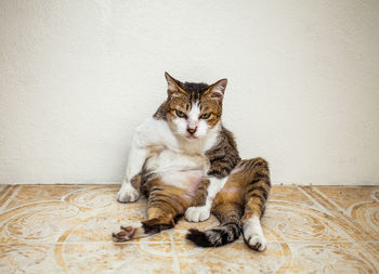 Portrait of cat relaxing on floor against wall