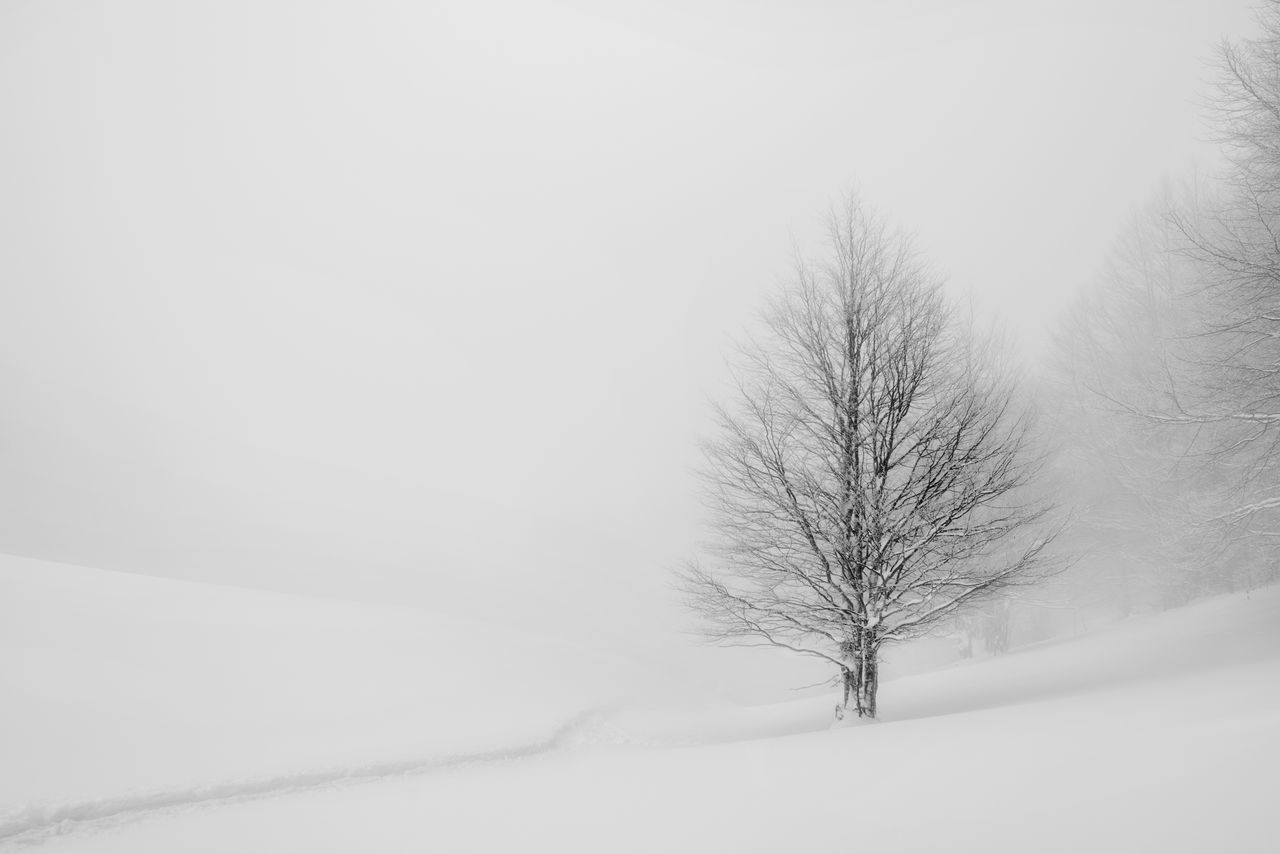 BARE TREE AGAINST SNOW COVERED TREES AGAINST SKY