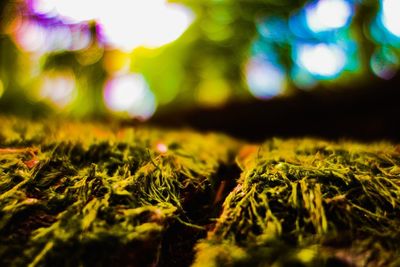 Close-up of moss growing on land