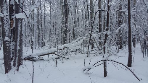 Close-up of tree in forest during winter