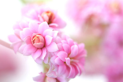 Close-up of pink kalanchoe flower