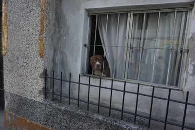 Cat on window