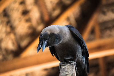 Close-up of bird perching on wood