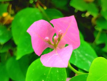 Close-up of pink flower blooming outdoors