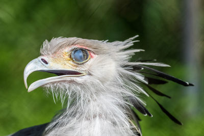 Close-up of a bird looking away