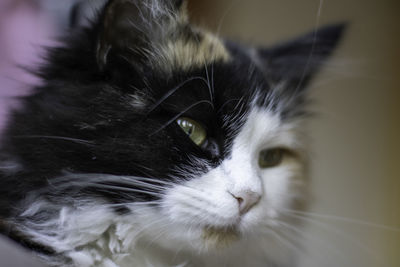 Close-up portrait of a cat