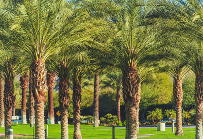 Palm trees in park