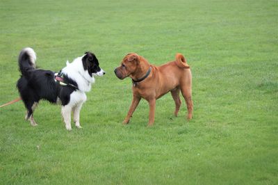 Two dogs on grassy field